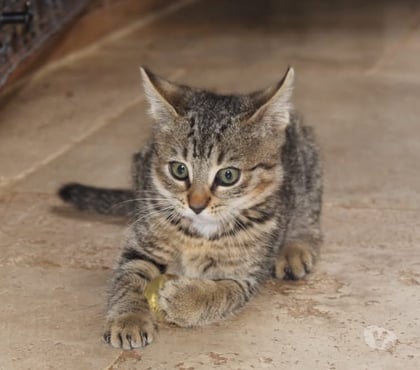 Vente animaux Bessais le Fromental Cher - Photos Vivastreet Jade, chatte tigrée à adopter