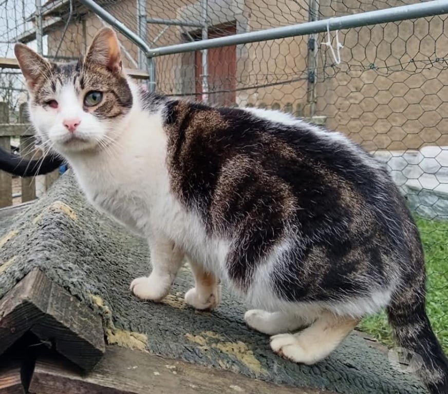 Vente Cher Bessais le Fromental - 18210 - Photos Vivastreet Georges, chat tigré et blanc à adopter