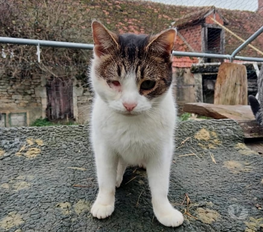 Vente Cher Bessais le Fromental - 18210 - Photos Vivastreet Georges, chat tigré et blanc à adopter