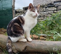 Georges, chat tigré et blanc à adopter