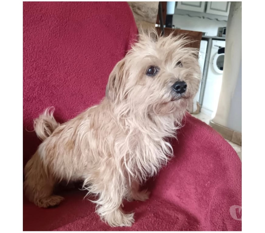 Vente Cher Bessais le Fromental - 18210 - Photos Vivastreet Princesse, adorable petite chienne à adopter