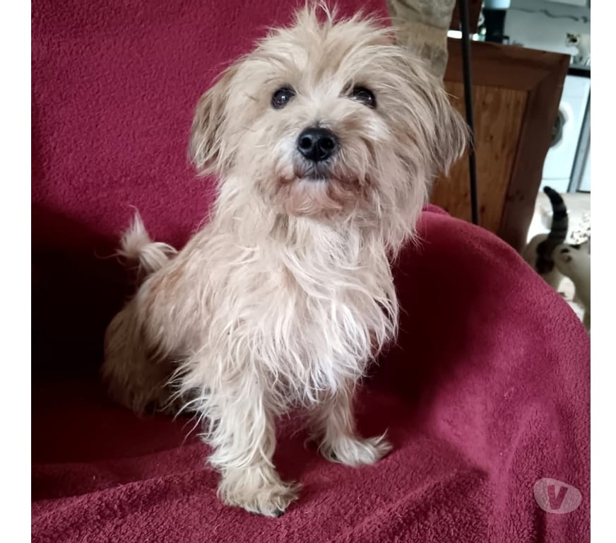 Vente Cher Bessais le Fromental - 18210 - Photos Vivastreet Princesse, adorable petite chienne à adopter