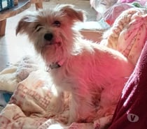 Princesse, adorable petite chienne à adopter