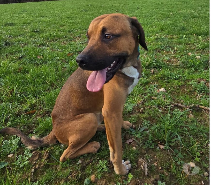 Vente Loire-Atlantique Suce sur Erdre - 44240 - Photos Vivastreet Tyser, chien croiser berger à adopter