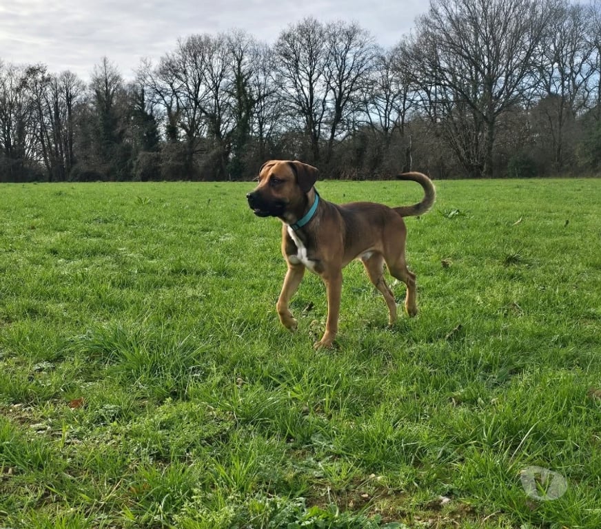 Vente Loire-Atlantique Suce sur Erdre - 44240 - Photos Vivastreet Tyser, chien croiser berger à adopter