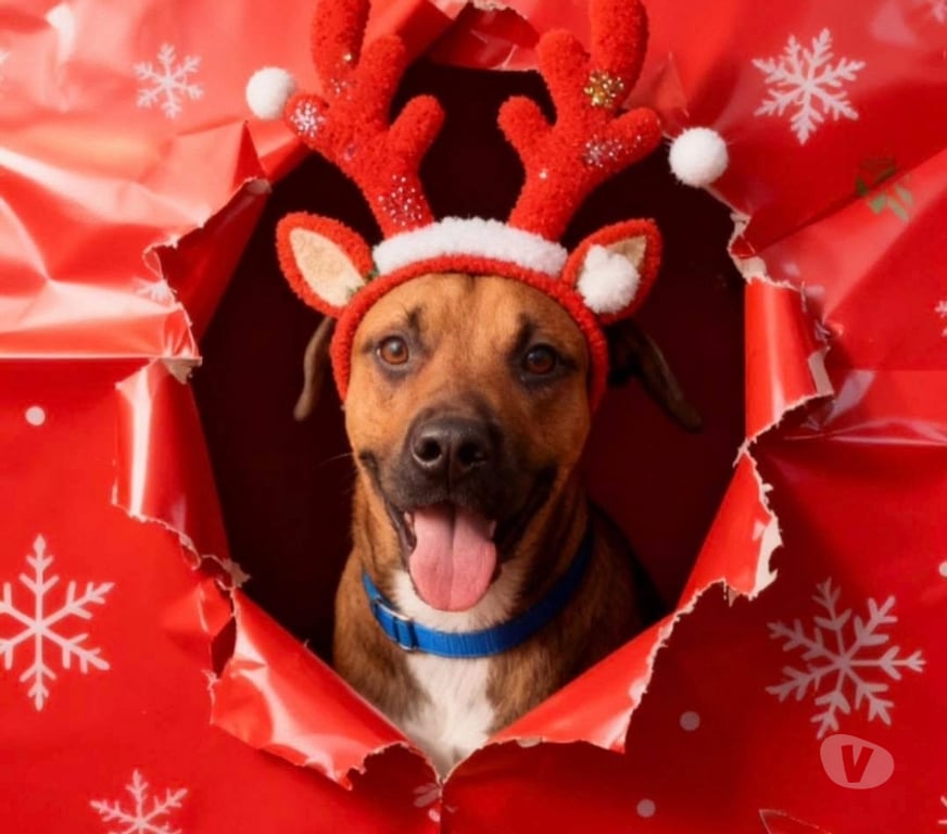 Vente Loire-Atlantique Suce sur Erdre - 44240 - Photos Vivastreet Tyser, chien croiser berger à adopter