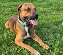 Tyser, chien croiser berger à adopter