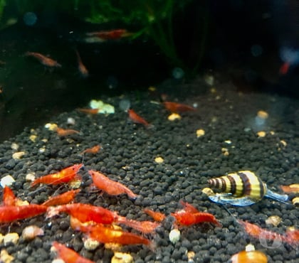 Vente animaux Cremieu Isère - Photos Vivastreet Crevette cerise red cherry