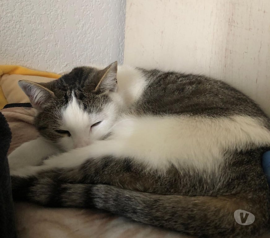 Don animaux Aude Carcassonne - Photos Vivastreet Nala chatte douce et caline cherche adoptants