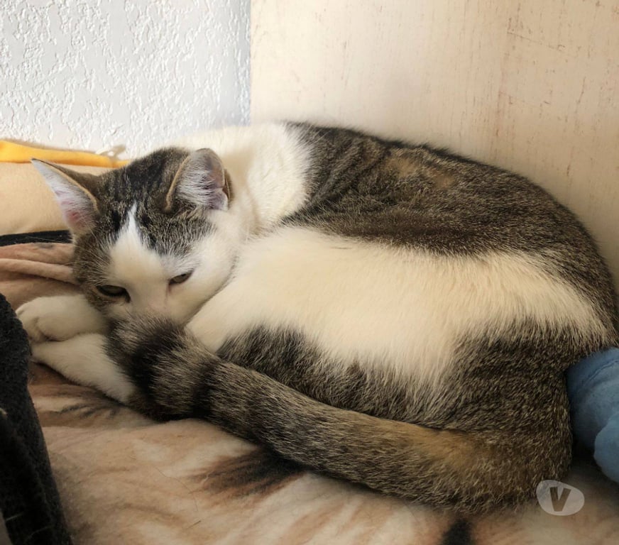 Don animaux Aude Carcassonne - Photos Vivastreet Nala chatte douce et caline cherche adoptants