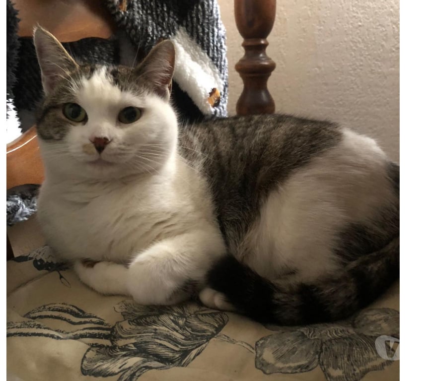 Don animaux Aude Carcassonne - Photos Vivastreet Nala chatte douce et caline cherche adoptants