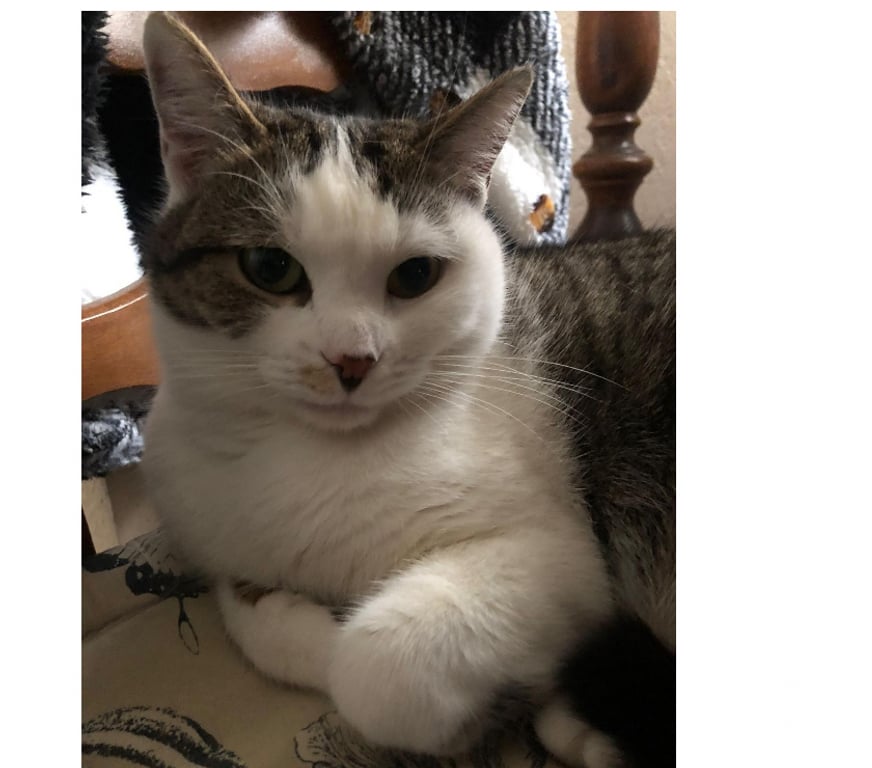 Don animaux Aude Carcassonne - Photos Vivastreet Nala chatte douce et caline cherche adoptants