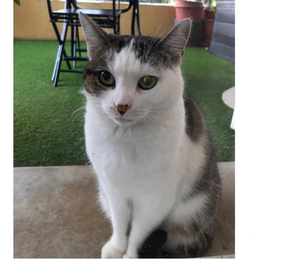 Don animaux Carcassonne Carcassonne - Photos Vivastreet Nala chatte douce et caline cherche adoptants