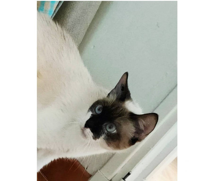 Don animaux Aude Carcassonne - Photos Vivastreet Spiny chatte 1 an caline et sympa siamoise cherche famille
