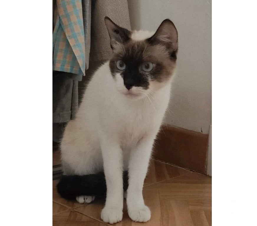 Don animaux Aude Carcassonne - Photos Vivastreet Spiny chatte 1 an caline et sympa siamoise cherche famille