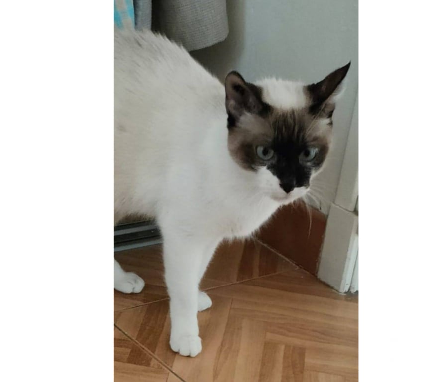 Don animaux Aude Carcassonne - Photos Vivastreet Spiny chatte 1 an caline et sympa siamoise cherche famille