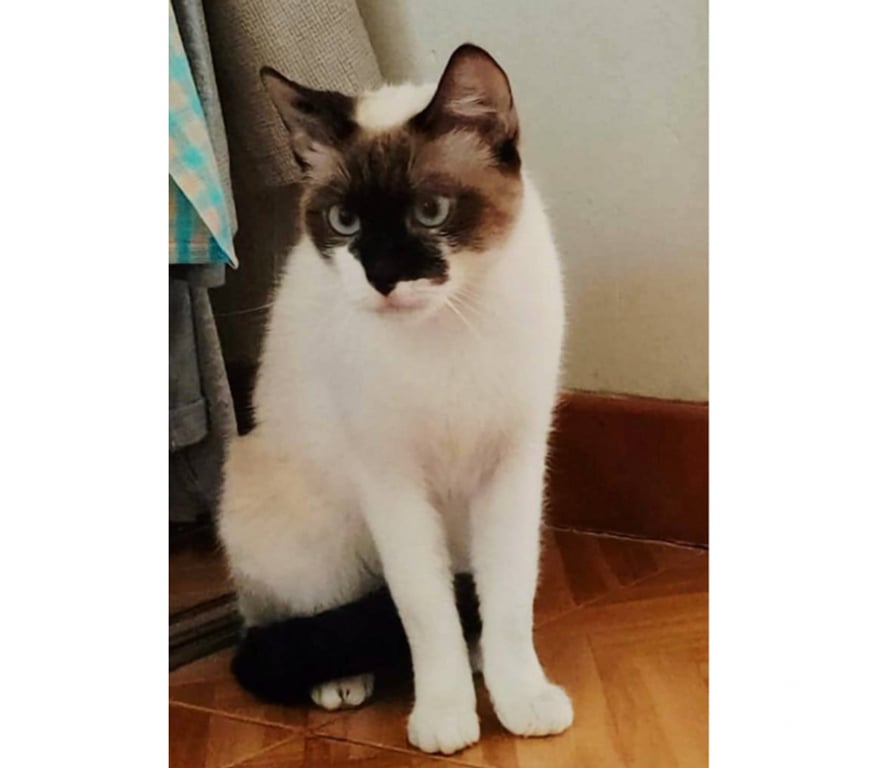 Don animaux Aude Carcassonne - Photos Vivastreet Spiny chatte 1 an caline et sympa siamoise cherche famille