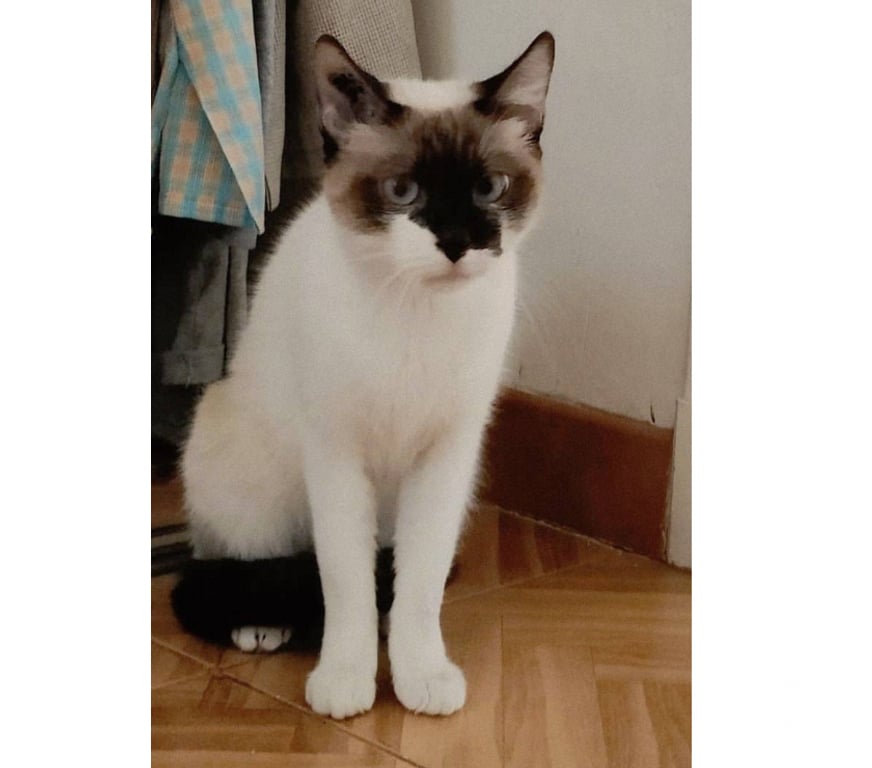 Don animaux Aude Carcassonne - Photos Vivastreet Spiny chatte 1 an caline et sympa siamoise cherche famille