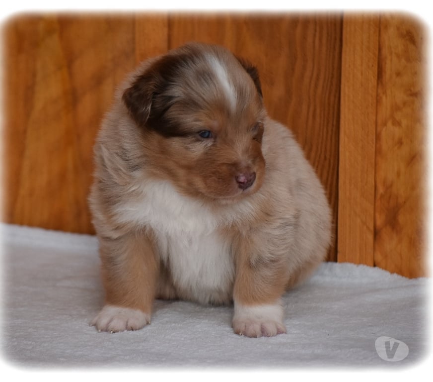 Vente Haute-Savoie Arbusigny - 74930 - Photos Vivastreet Chiots Bergers Australiens LOF à réserver