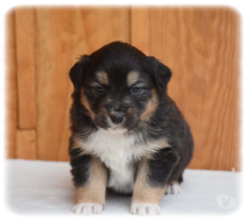 Vente Haute-Savoie Arbusigny - 74930 - Photos Vivastreet Chiots Bergers Australiens LOF à réserver