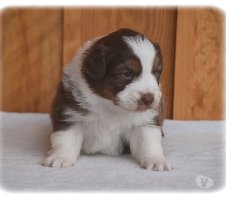 Vente Haute-Savoie Arbusigny - 74930 - Photos Vivastreet Chiots Bergers Australiens LOF à réserver