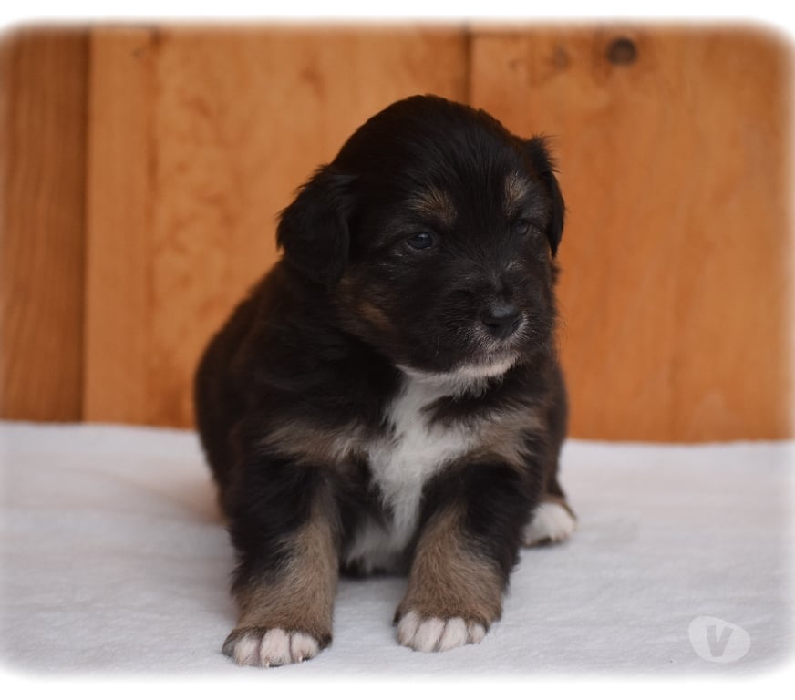 Vente Haute-Savoie Arbusigny - 74930 - Photos Vivastreet Chiots Bergers Australiens LOF à réserver