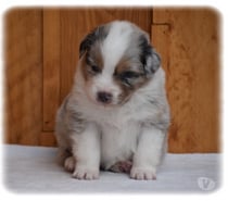 Chiots Bergers Australiens LOF à réserver