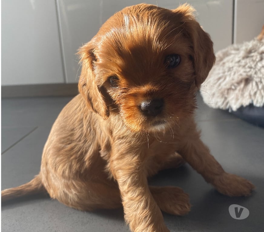 Vente Loire St Etienne - Photos Vivastreet Chiots de race Cavalier King Charles à réserver