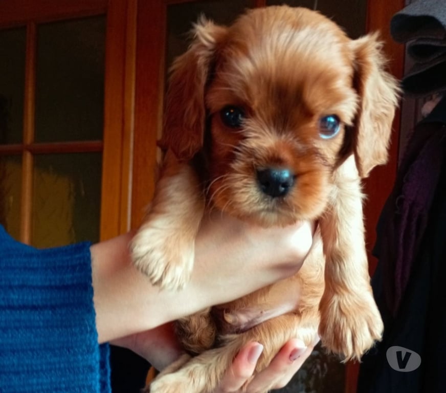Vente Loire St Etienne - Photos Vivastreet Chiots de race Cavalier King Charles à réserver