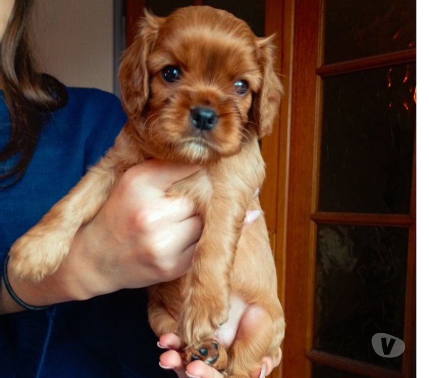 Vente Loire St Etienne - Photos Vivastreet Chiots de race Cavalier King Charles à réserver