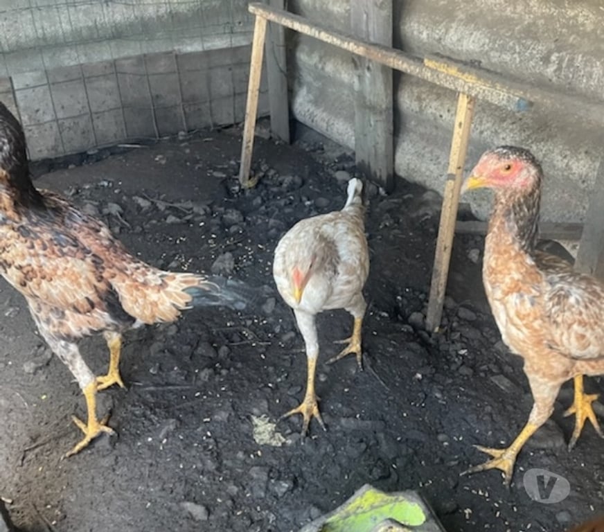 Vente Pas-de-Calais Avion - 62210 - Photos Vivastreet Coq et poule croise espagnol thalandais