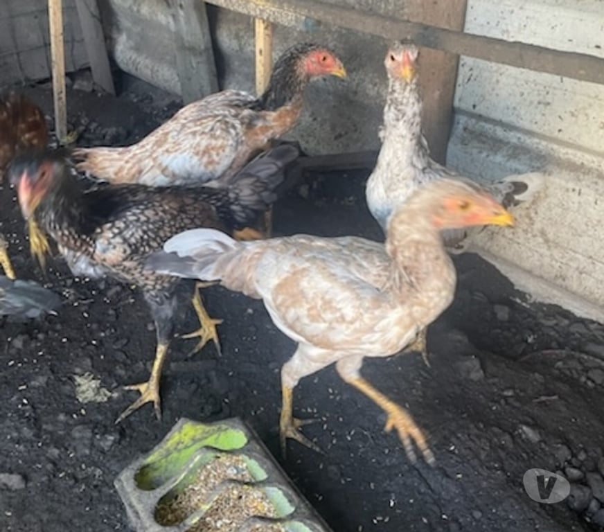 Vente Pas-de-Calais Avion - 62210 - Photos Vivastreet Coq et poule croise espagnol thalandais