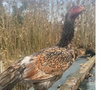 Coq et poule croise espagnol thalandais