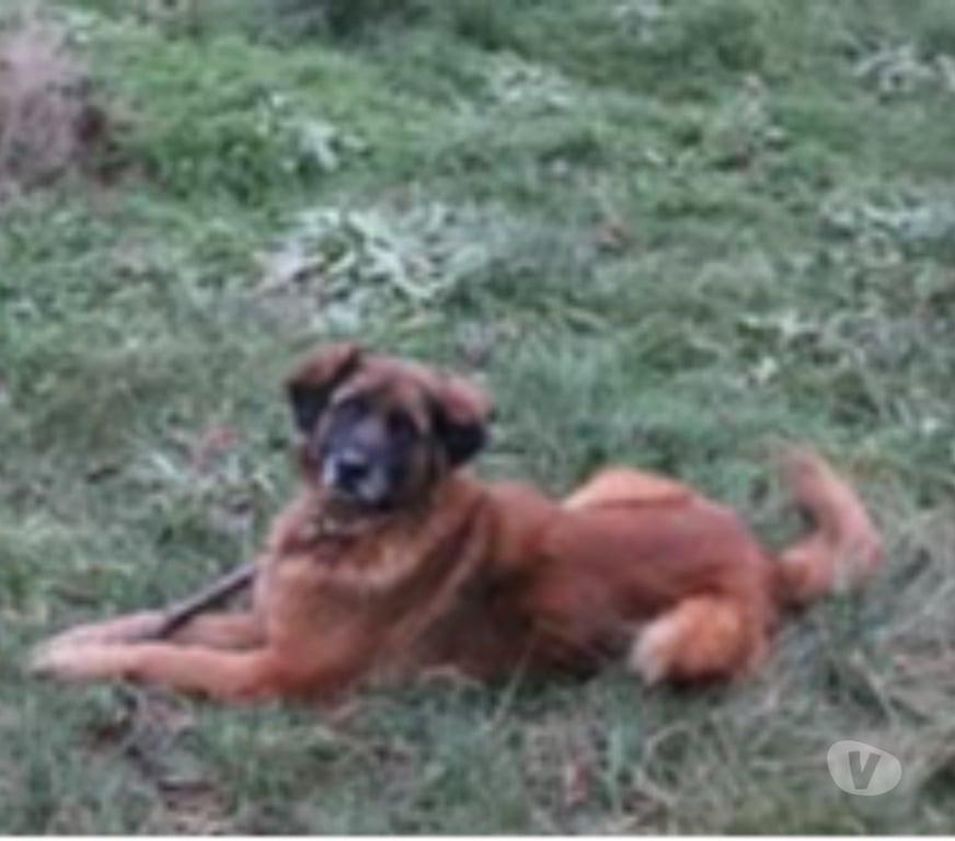 Don animaux Drôme Vaunaveys la Rochette - Photos Vivastreet Chien ISSA à l adoption