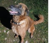 Chien ISSA à l adoption