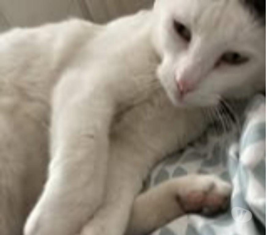 Don animaux Drôme St Restitut - 26130 - Photos Vivastreet Chat BEERUS à l adoption