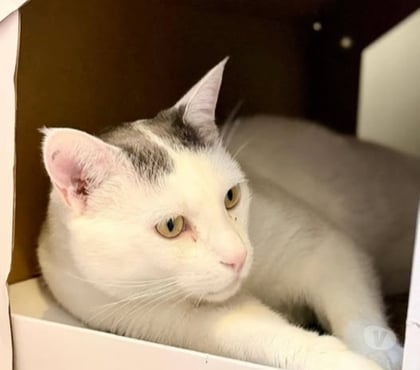 Adoption animaux St Restitut Drôme - Photos Vivastreet Chat BEERUS à l adoption