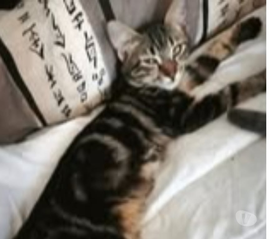 Don animaux Ardèche St Romain de Lerps - 07130 - Photos Vivastreet Chat TIGER à l adoption