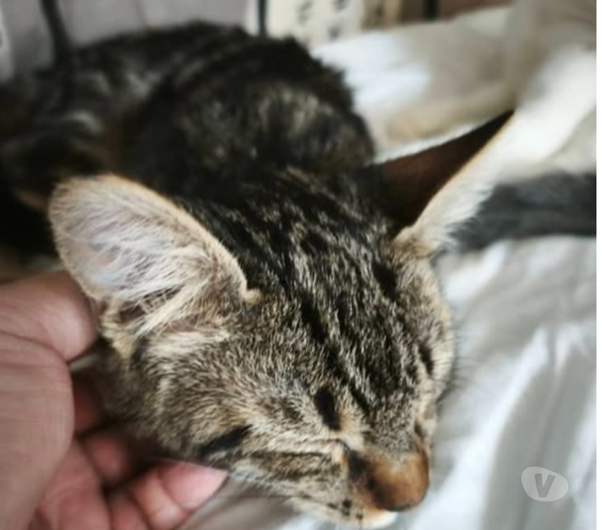 Don animaux Ardèche St Romain de Lerps - 07130 - Photos Vivastreet Chat TIGER à l adoption