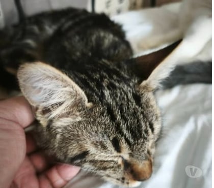 Adoption animaux St Romain de Lerps Ardèche - Photos Vivastreet Chat TIGER à l adoption