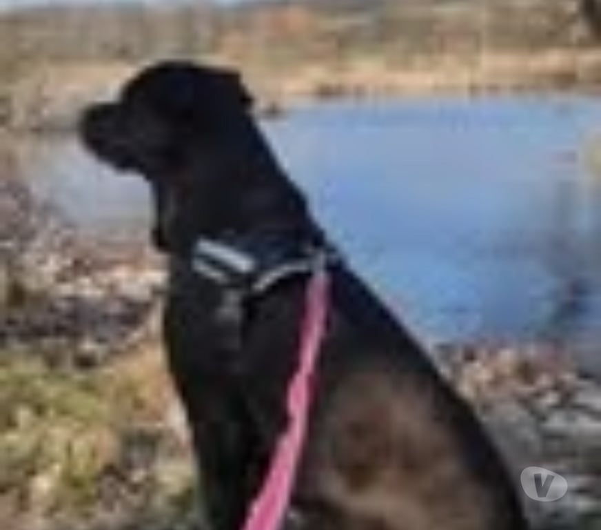 Don animaux Isère Grenoble - Photos Vivastreet Chien XENA à l adoption