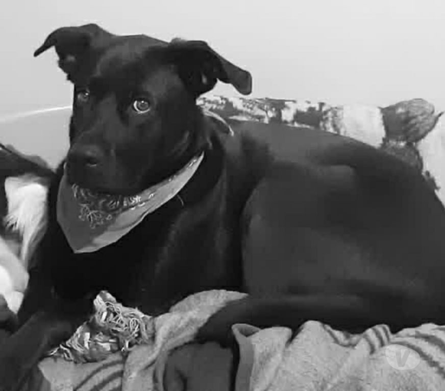 Don animaux Isère Grenoble - Photos Vivastreet Chien XENA à l adoption