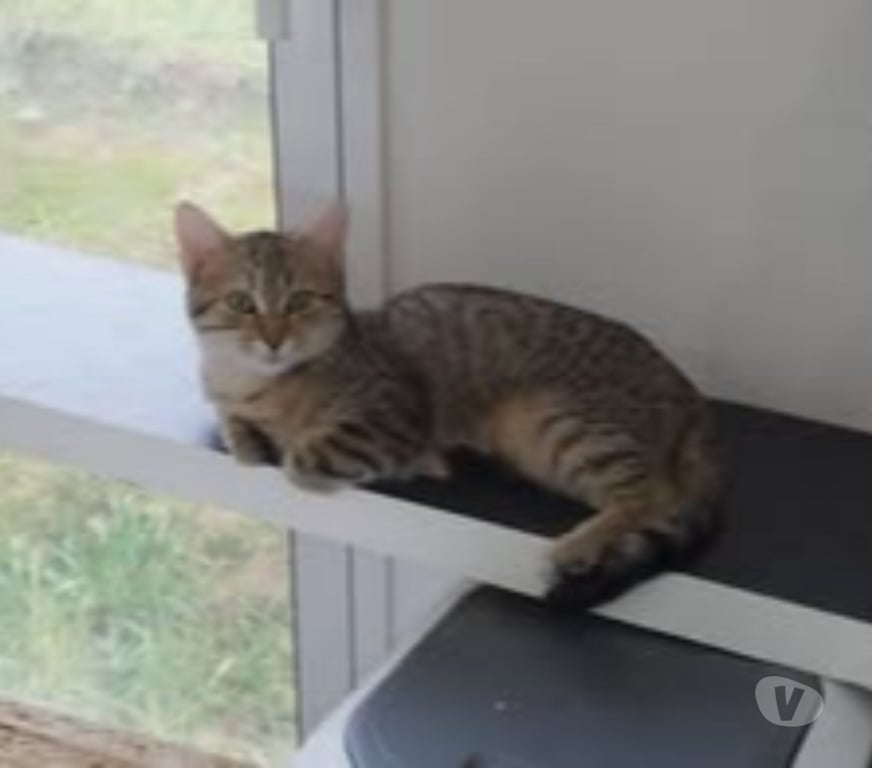 Don animaux Isère St Romans - 38160 - Photos Vivastreet Chats KIARAetKELLY à l adoption