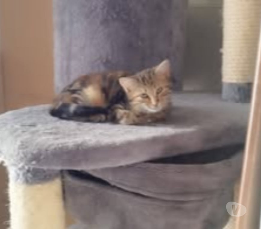 Don animaux Isère St Romans - 38160 - Photos Vivastreet Chats KIARAetKELLY à l adoption