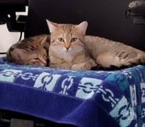 Chats KIARAetKELLY à l adoption