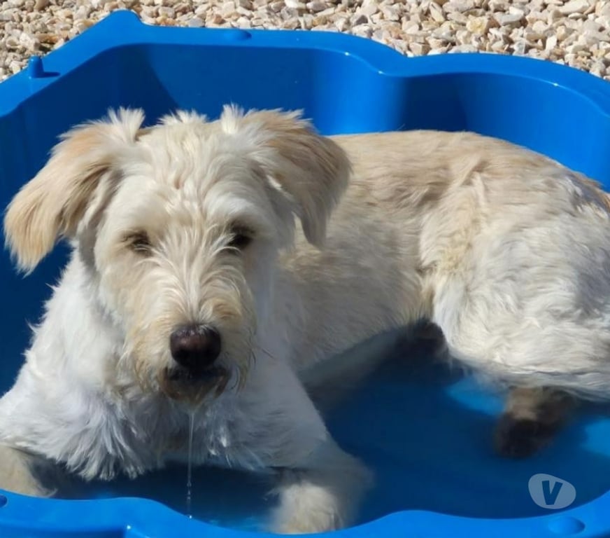 Don animaux Hérault Montpellier - Photos Vivastreet BONNIE, chienne type griffonne blanche 9 mois non lof