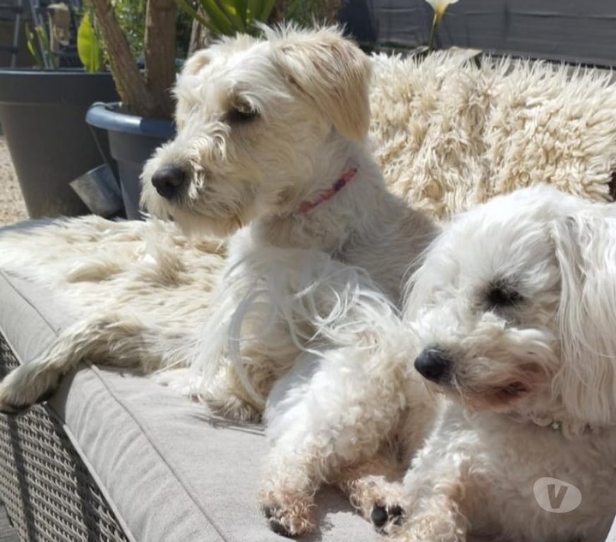 Don animaux Hérault Montpellier - Photos Vivastreet BONNIE, chienne type griffonne blanche 9 mois non lof