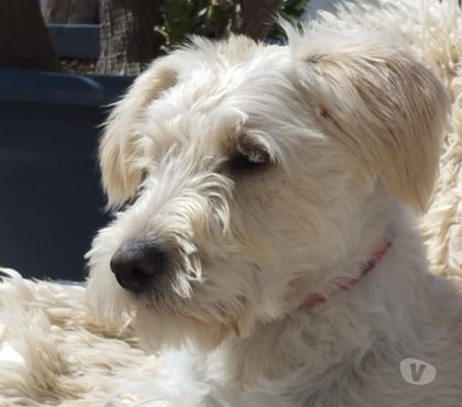 Don Montpellier Montpellier - Photos Vivastreet BONNIE, chienne type griffonne blanche 9 mois non lof