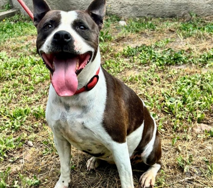 Don animaux Gard Nimes - Photos Vivastreet ARYA, chienne type staffie, 6 ans non lof