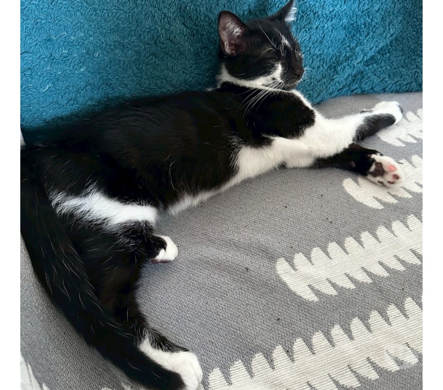 Don animaux Rhône Lyon - Photos Vivastreet ALIBI, chaton plein d'énergie